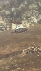 Tetractenos hamiltoni