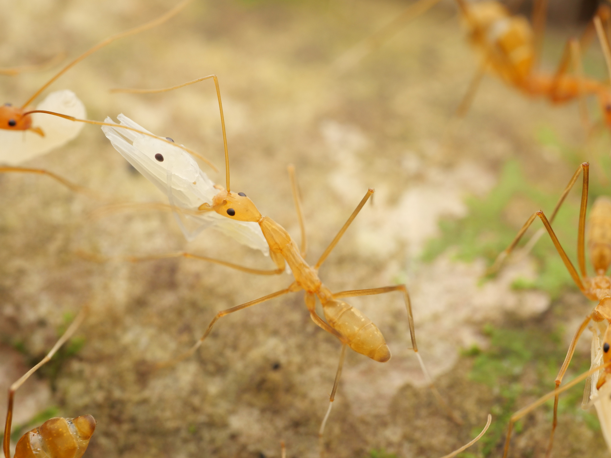 Leptomyrmex fragilis