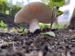Russula delica