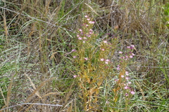 Centaurium anatolicum