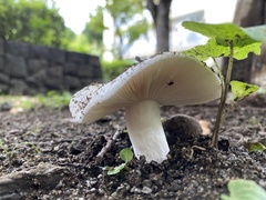 Russula delica