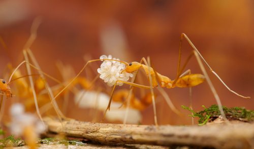 Leptomyrmex fragilisLeptomyrmex fragilis