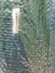 Lophocampa caryae