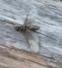 Insecta