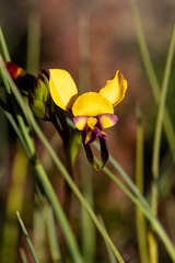 Diuris