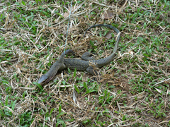 Varanus jobiensis
