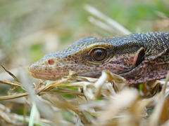 Varanus jobiensis