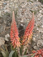 Aloe claviflora