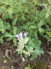 Nepeta racemosa