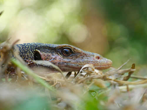 Mangrove Monitor, Varanus indicus
