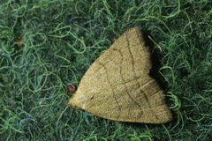 Polypogon tentacularia