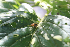 Disonycha glabrata