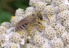 Colletes