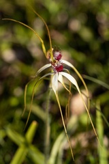 Caladenia lorea