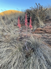 Aloe longibracteata