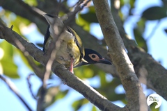 Sphecotheres vieilloti