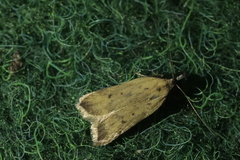 Dichomeris limosellus