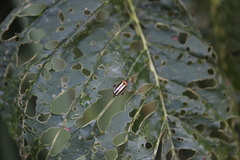 Disonycha glabrata