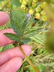 Podosphaera spiraeae