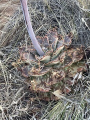 Aloe longibracteata