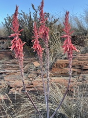 Aloe longibracteata