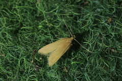 Helcystogramma rufescens
