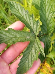 Podosphaera spiraeae