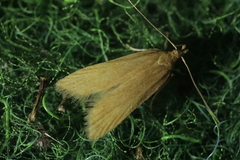 Helcystogramma rufescens