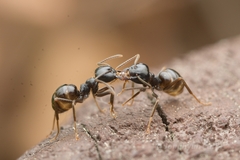 Lasius spathepus