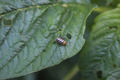 Disonycha glabrata