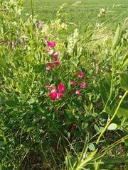 Lathyrus tuberosus