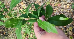 Salix cinerea