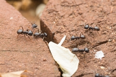 Lasius spathepus