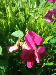 Lathyrus tuberosus