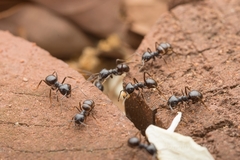 Lasius spathepus