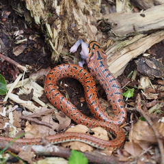 Euprepiophis conspicillata