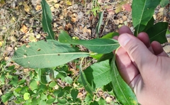 Salix cinerea