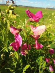 Lathyrus tuberosus