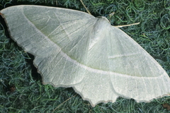 Campaea margaritaria