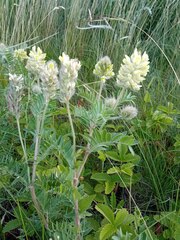 Oxytropis pilosa