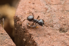 Lasius spathepus