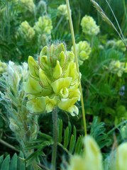 Oxytropis pilosa