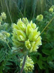 Oxytropis pilosa