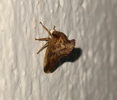 Telamonini