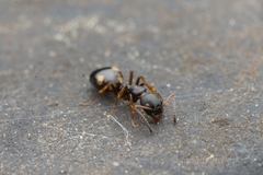 Dolichoderus sibiricus