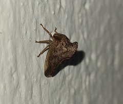 Telamonini