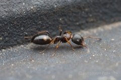 Dolichoderus sibiricus