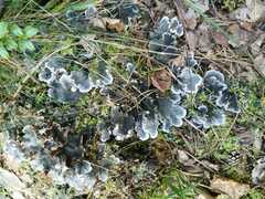 Peltigera canina