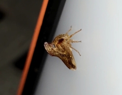 Telamonini