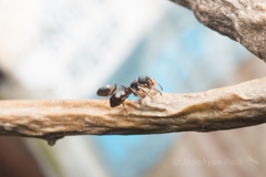 Dolichoderus sibiricus